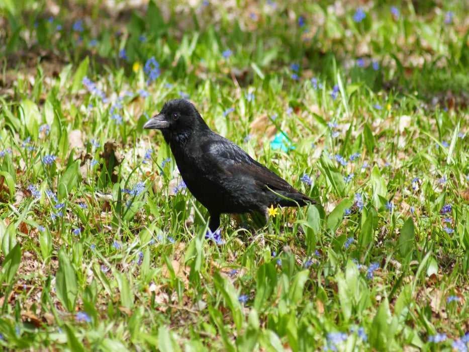 Rabe auf der Blumenwiese - CALVENDO Foto-Puzzle'