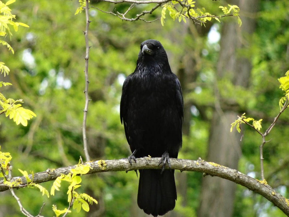 Rabe im Baum - CALVENDO Foto-Puzzle'