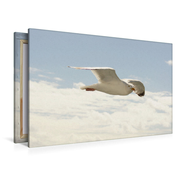 Premium Textil-Leinwand Fliegende Silbermöwe