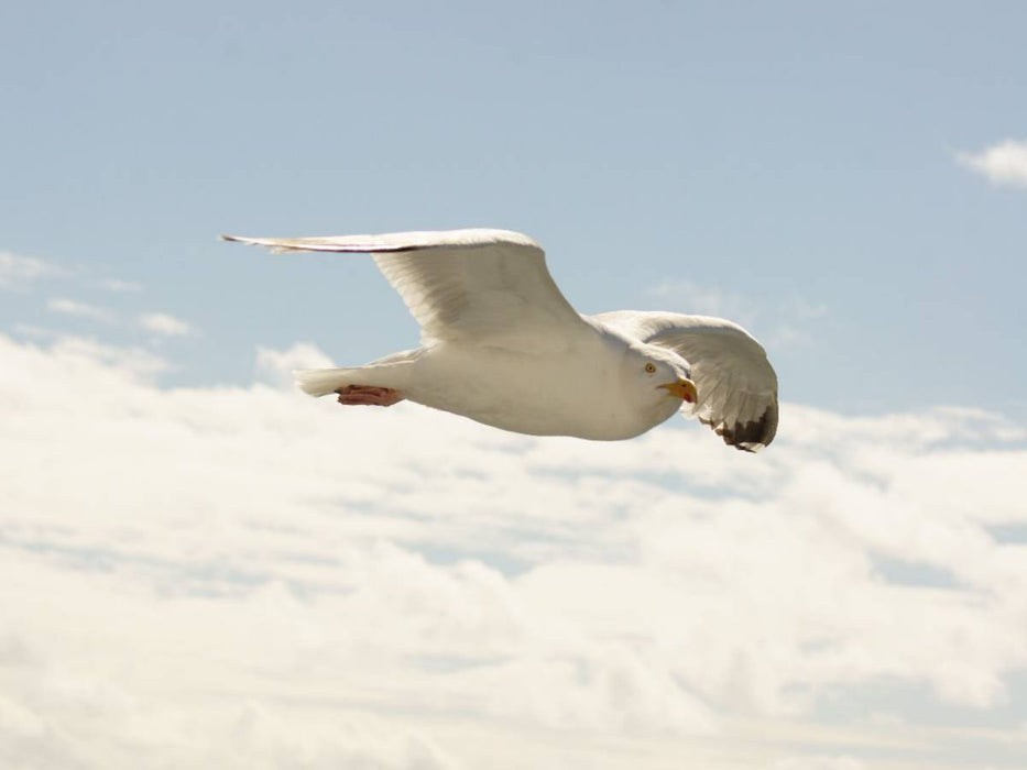 Fliegende Silbermöwe - CALVENDO Foto-Puzzle'