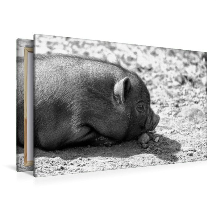 Premium Textil-Leinwand Minischwein Ferkel