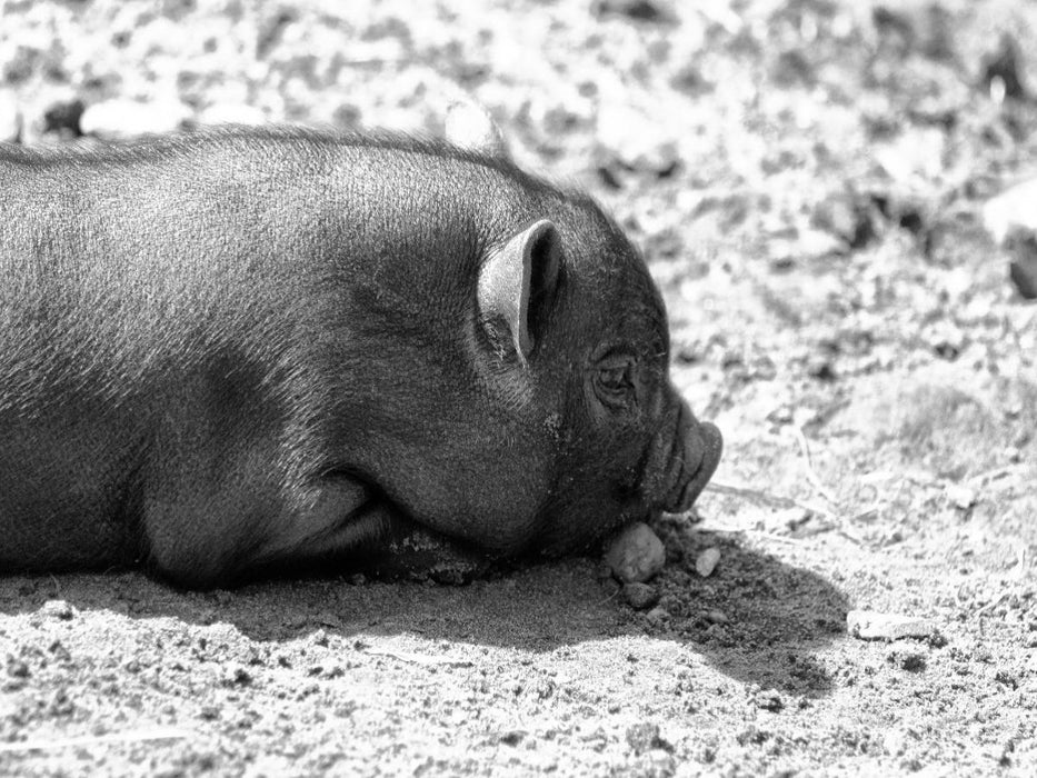 Minischwein Ferkel - CALVENDO Foto-Puzzle'
