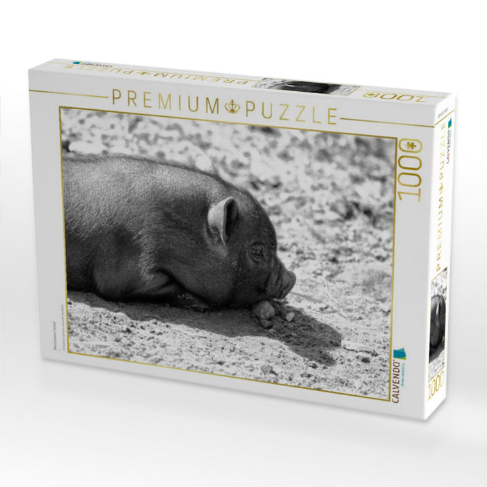 Minischwein Ferkel - CALVENDO Foto-Puzzle'