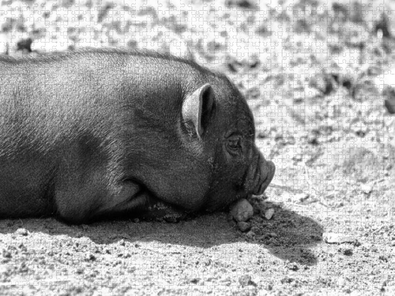 Minischwein Ferkel - CALVENDO Foto-Puzzle'