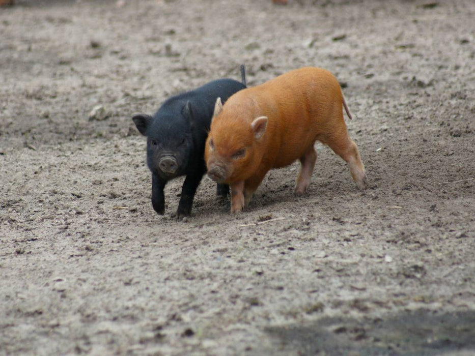 Spielende Minischwein Ferkel - CALVENDO Foto-Puzzle'