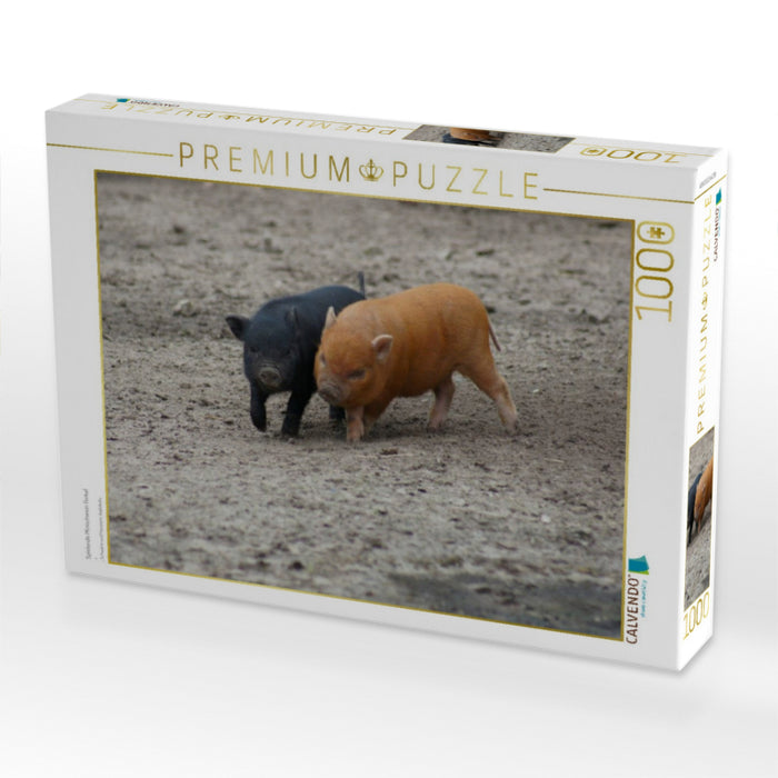 Spielende Minischwein Ferkel - CALVENDO Foto-Puzzle'