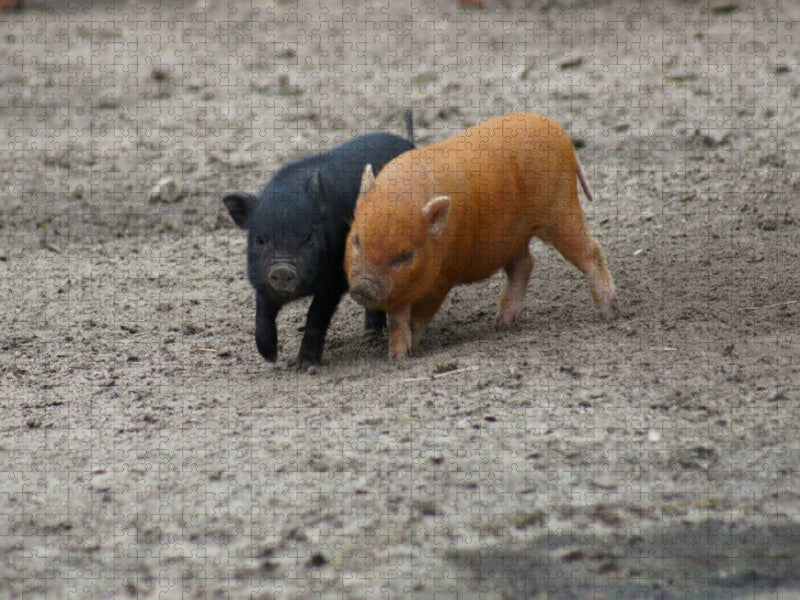 Spielende Minischwein Ferkel - CALVENDO Foto-Puzzle'