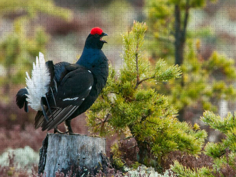 Juli: Auf einem Baumstumpf lässt es sich besonders gut rufen. - CALVENDO Foto-Puzzle'