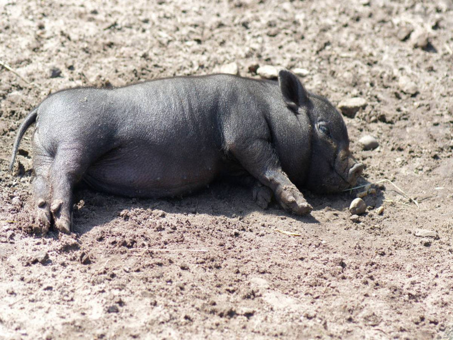 Schlafende Mikroschwein Ferkel - CALVENDO Foto-Puzzle'