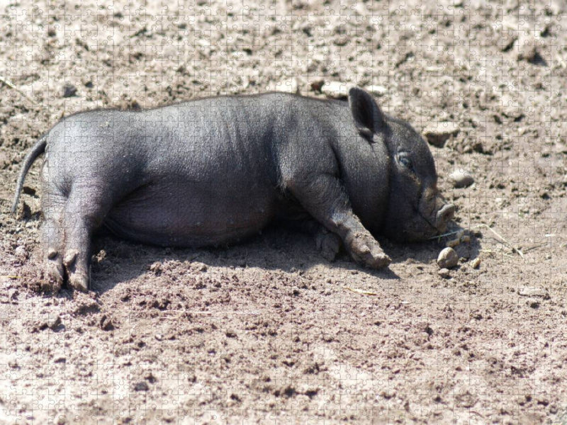 Schlafende Mikroschwein Ferkel - CALVENDO Foto-Puzzle'