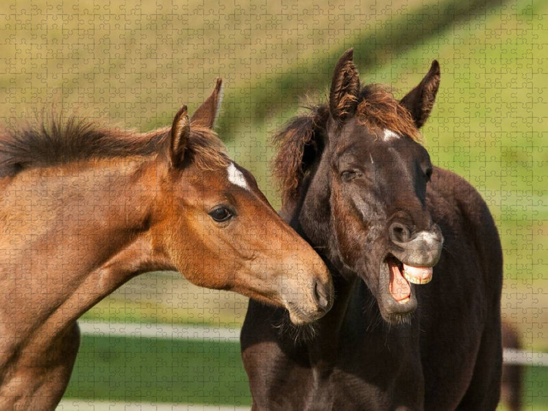 Rheinländer Warmblut Fohlen - CALVENDO Foto-Puzzle'