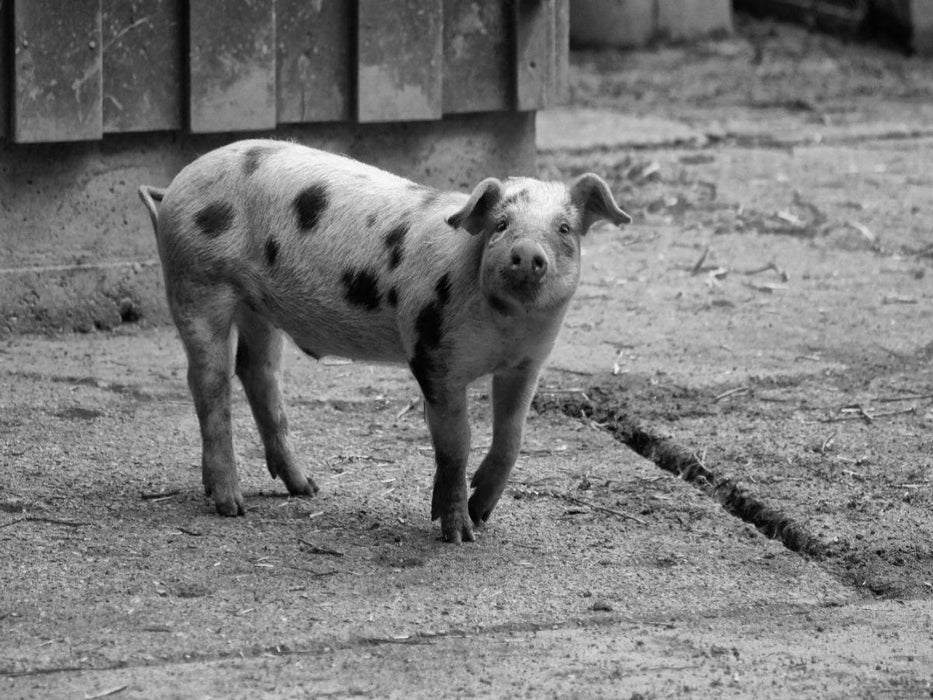 Glückliches Bentheimer Ferkel - CALVENDO Foto-Puzzle'