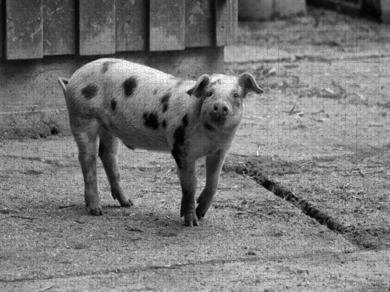 Glückliches Bentheimer Ferkel - CALVENDO Foto-Puzzle'