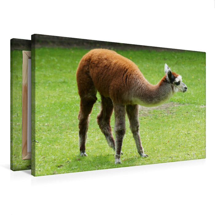 Premium Textil-Leinwand Alpaka Fohlen