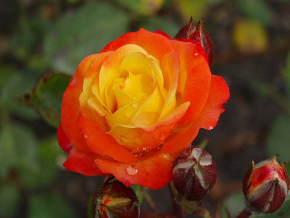 Orange gelbe Rose - CALVENDO Foto-Puzzle'