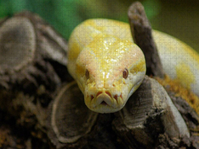 Albino Python - CALVENDO Foto-Puzzle'
