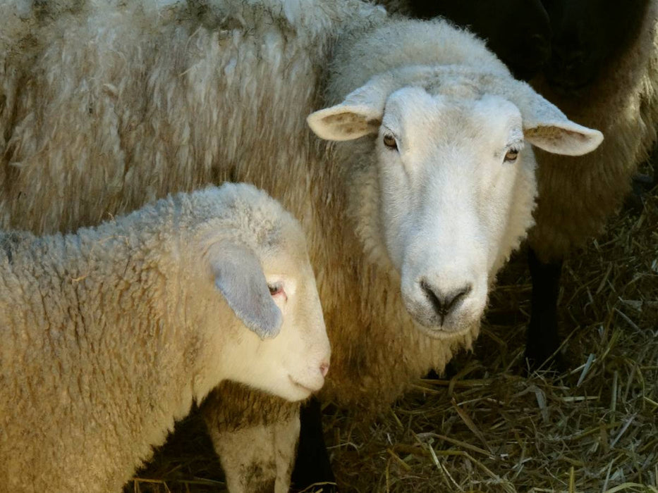 Schaf mit Lamm - CALVENDO Foto-Puzzle'