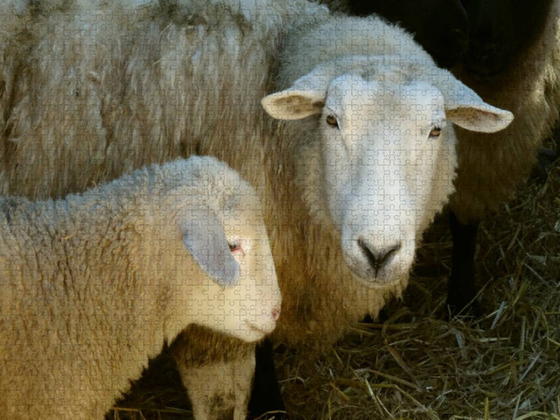 Schaf mit Lamm - CALVENDO Foto-Puzzle'