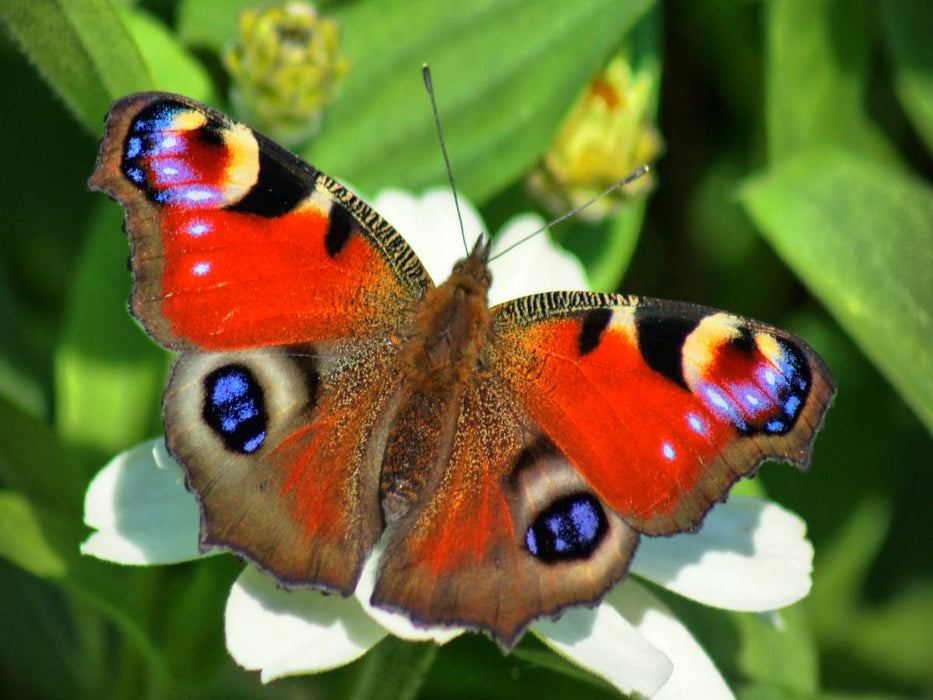 Tagpfauenauge auf weißer Blüte - CALVENDO Foto-Puzzle'