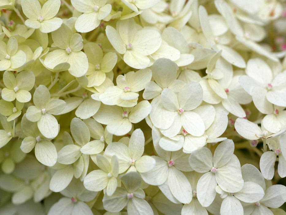 Weiße Hortensie - CALVENDO Foto-Puzzle'