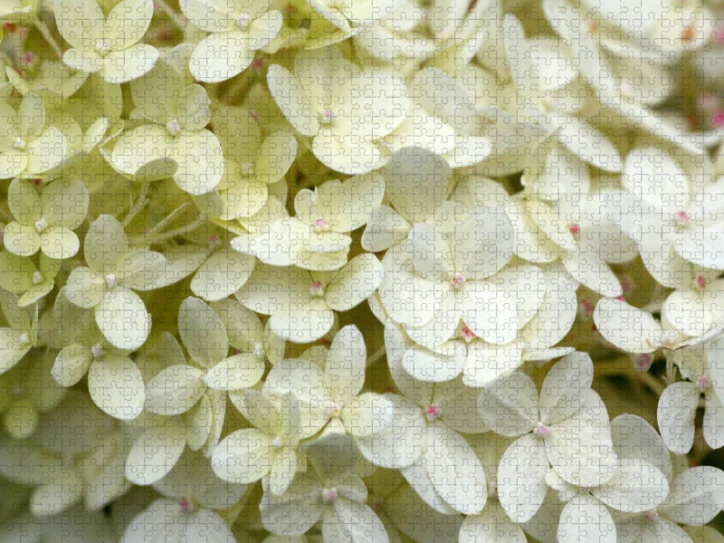 Weiße Hortensie - CALVENDO Foto-Puzzle'