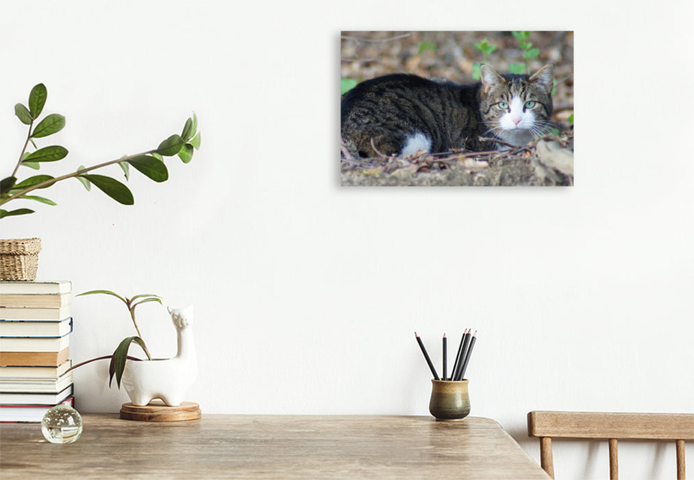 Premium textile canvas Premium textile canvas 75 cm x 50 cm landscape Tabby house cat 