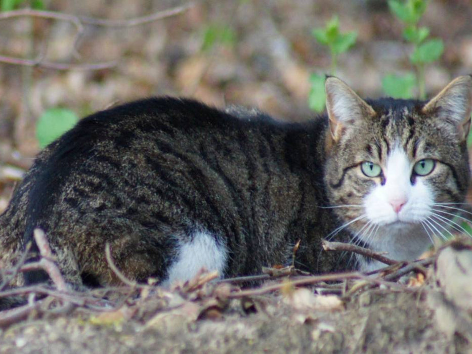 Getigerte Hauskatze - CALVENDO Foto-Puzzle'