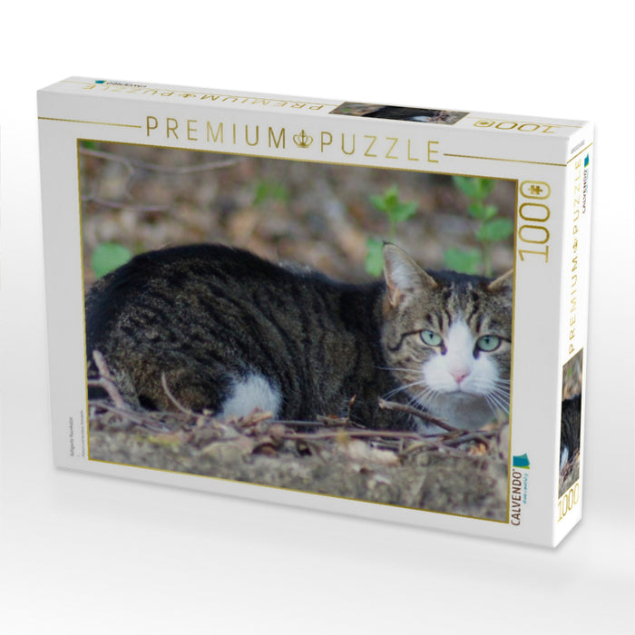 Getigerte Hauskatze - CALVENDO Foto-Puzzle'