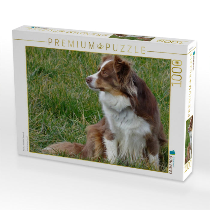 Miniatur Australian Shepherd - CALVENDO Foto-Puzzle'