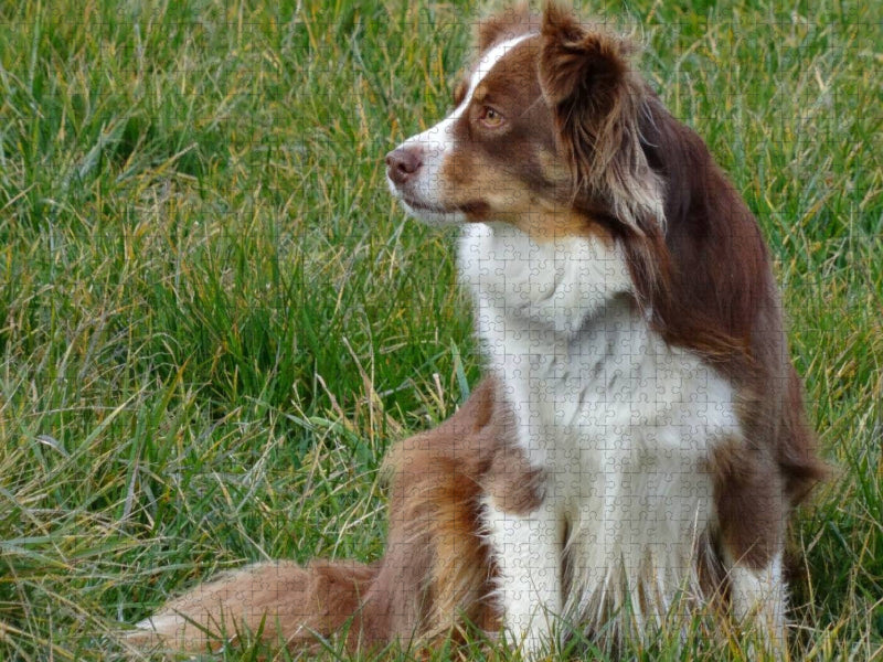 Miniatur Australian Shepherd - CALVENDO Foto-Puzzle'