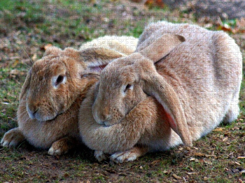 Zwei dicke Freunde - CALVENDO Foto-Puzzle'
