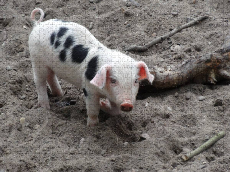 Rosarotes Ferkel - CALVENDO Foto-Puzzle'