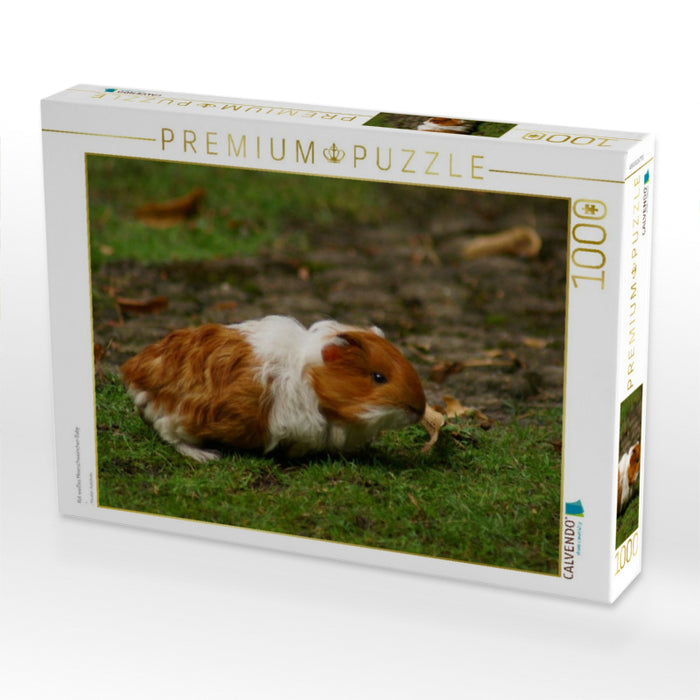 Rot weißes Meerschweinchen Baby - CALVENDO Foto-Puzzle'