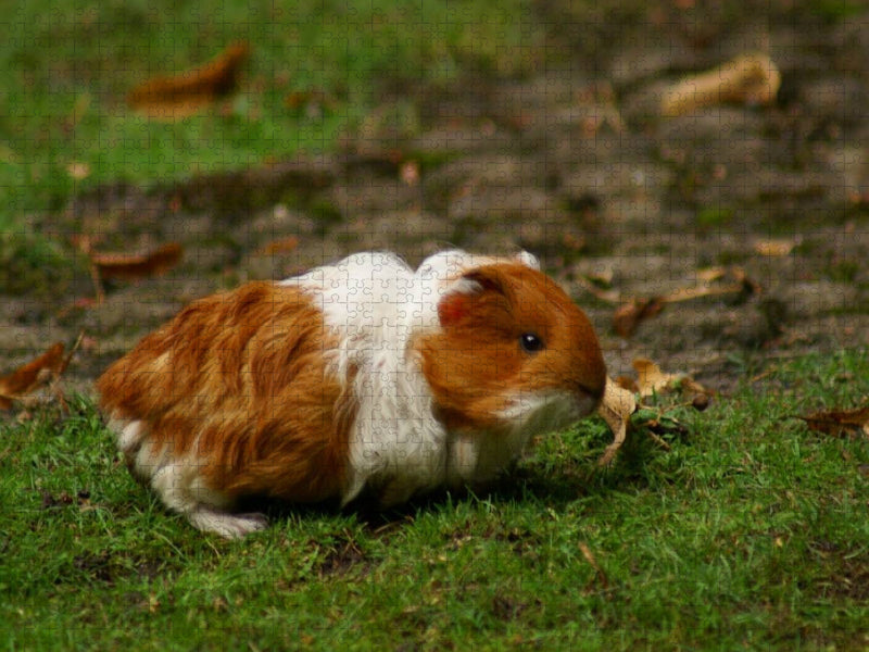 Rot weißes Meerschweinchen Baby - CALVENDO Foto-Puzzle'