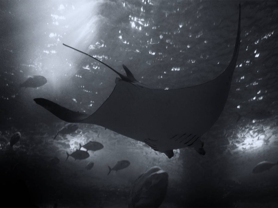 Riesenmanta - CALVENDO Foto-Puzzle'