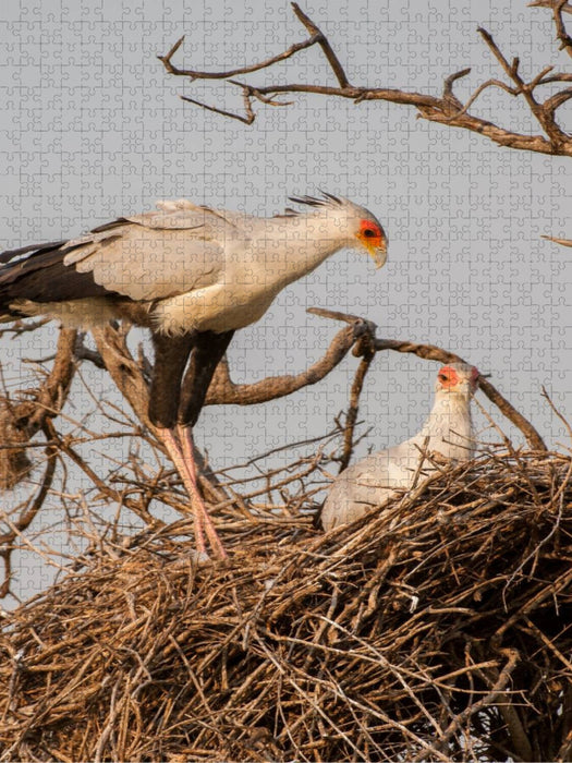 Sekretär beim Nisten - CALVENDO Foto-Puzzle'