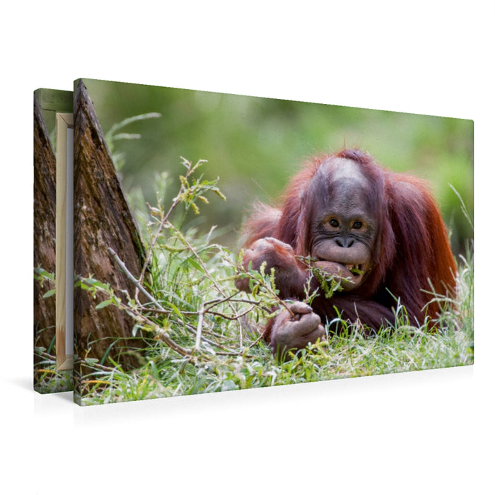 Premium Textil-Leinwand Orang Utan