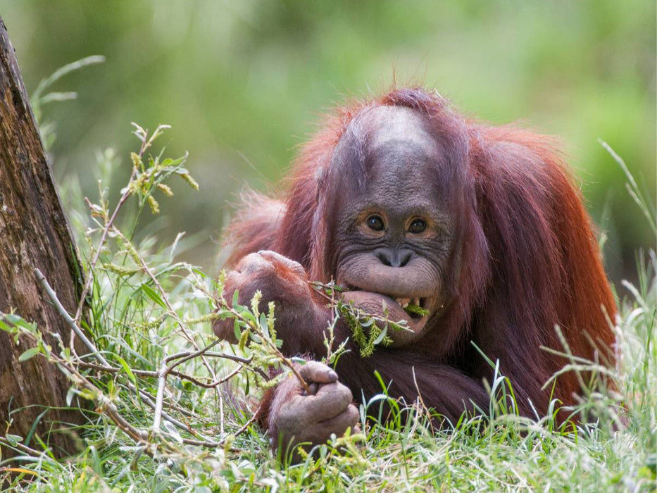 Orang Utan - CALVENDO Foto-Puzzle'