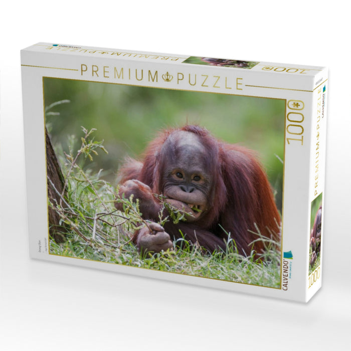 Orang Utan - CALVENDO Foto-Puzzle'