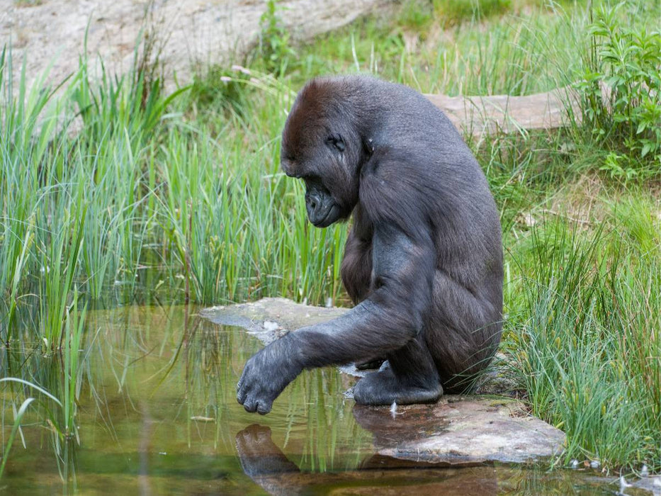 Gorilla - CALVENDO Foto-Puzzle'