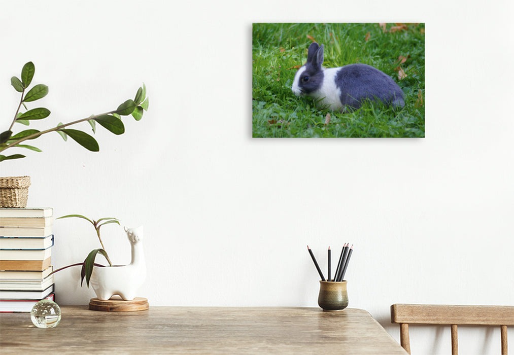Premium textile canvas Premium textile canvas 75 cm x 50 cm landscape Gray white rabbit on tour 