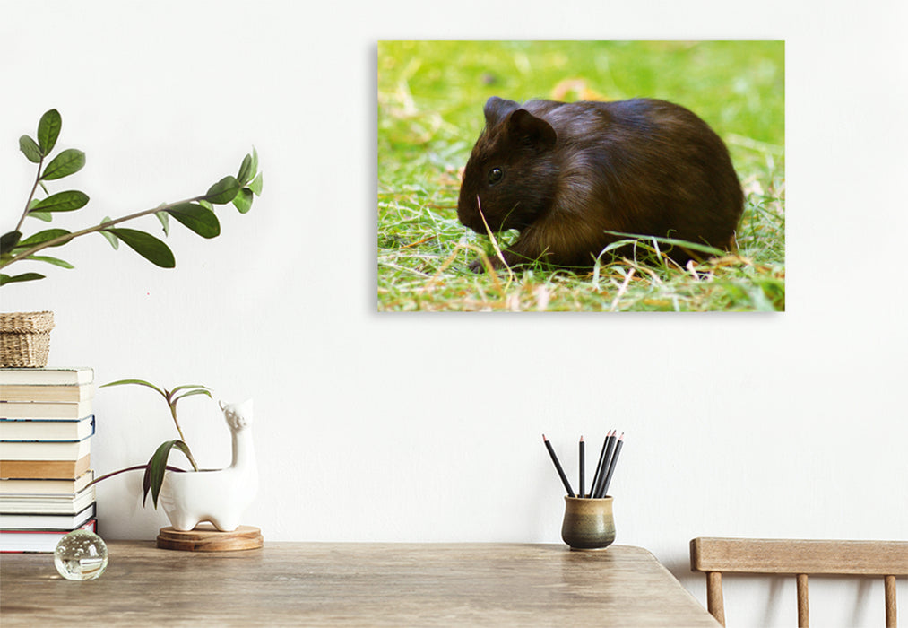 Premium textile canvas Premium textile canvas 120 cm x 80 cm landscape Dark Guinea Pig Baby 