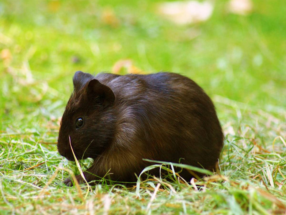 Dunkles Meerschweinchen Baby - CALVENDO Foto-Puzzle'