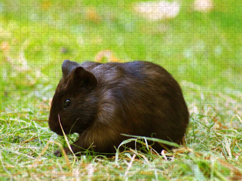 Dunkles Meerschweinchen Baby - CALVENDO Foto-Puzzle'