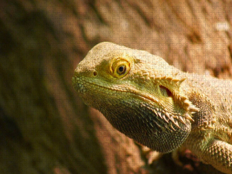 Bartagame - CALVENDO Foto-Puzzle'