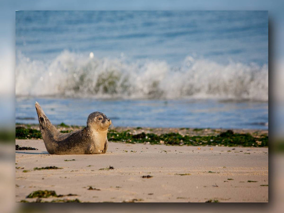 Ein Motiv aus dem Kalender Baltrum - Ein Tag am Strand - CALVENDO Foto-Puzzle'