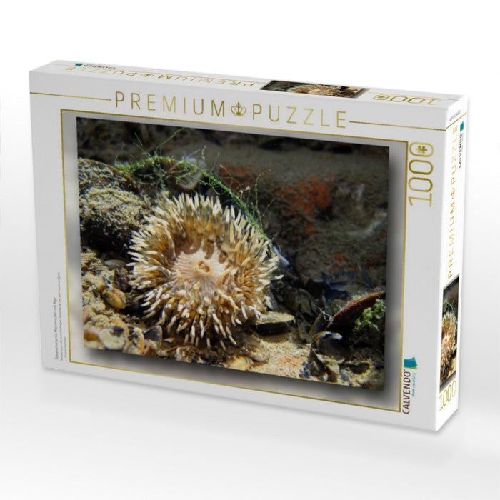 Seeanemone mit Miesmuschel und Alge - CALVENDO Foto-Puzzle'