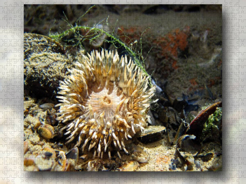 Seeanemone mit Miesmuschel und Alge - CALVENDO Foto-Puzzle'
