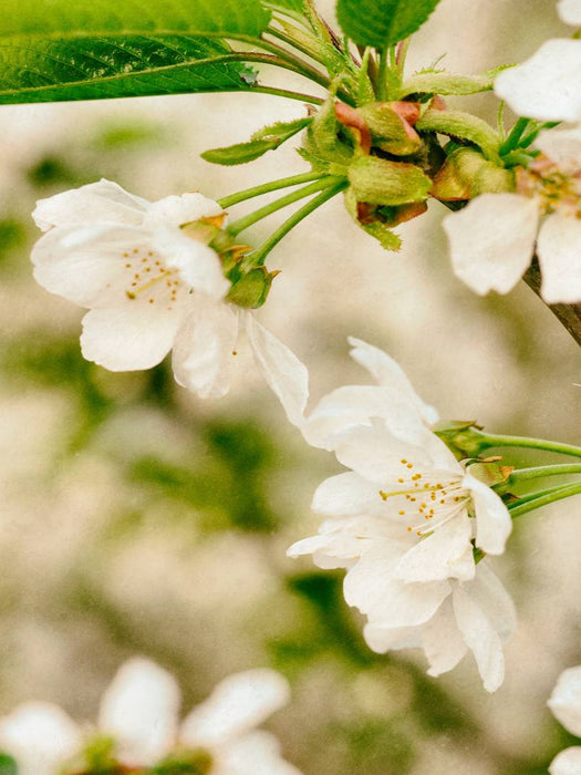Birnenblüte - CALVENDO Foto-Puzzle'