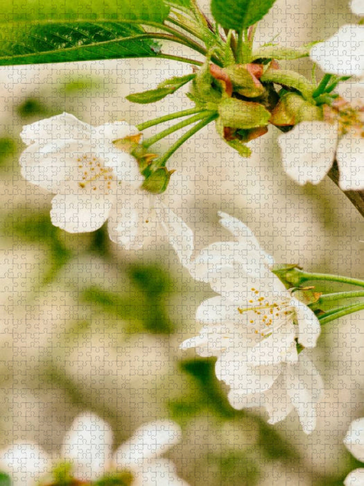 Birnenblüte - CALVENDO Foto-Puzzle'